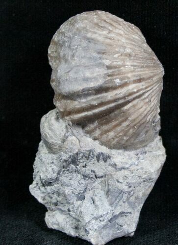 Platystrophia Brachiopod Fossil From Kentucky #6611